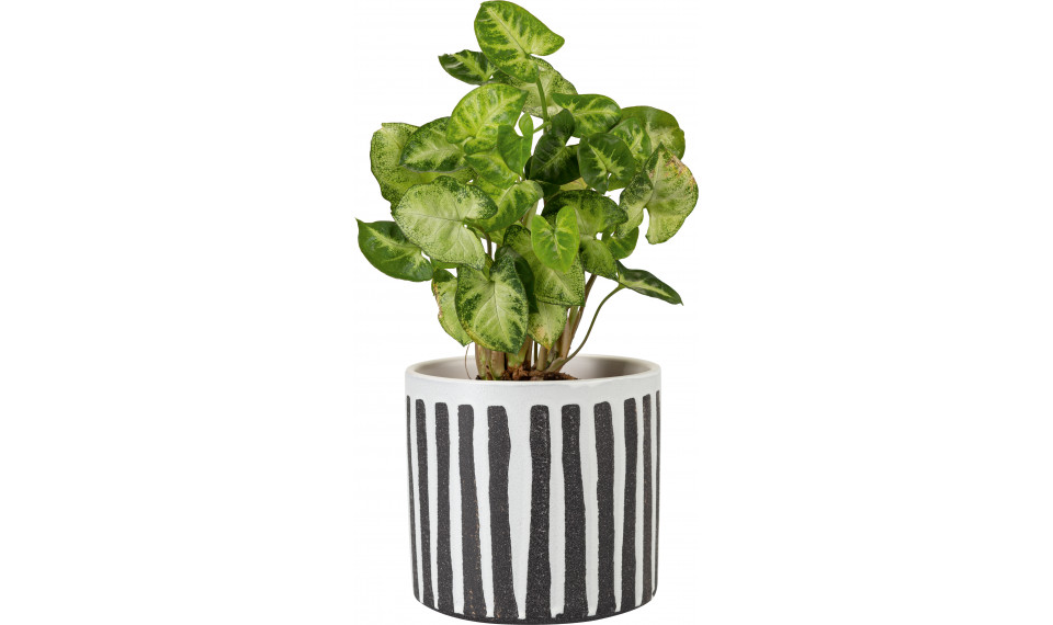 Small plant pot Runo | Lillepotid | ZIPhome.ee pilt 1