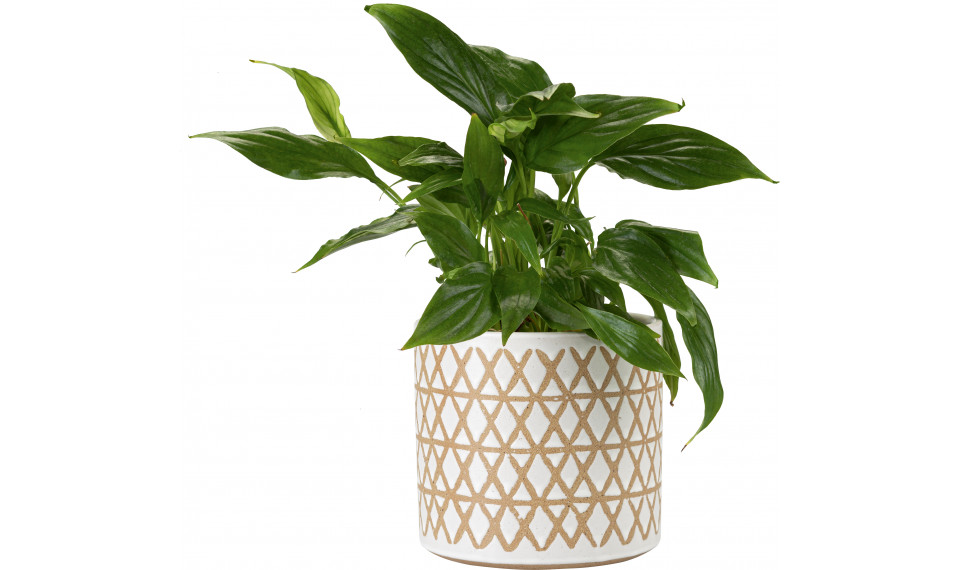 Plant pot Zigi III | Lillepotid | ZIPhome.ee pilt 1