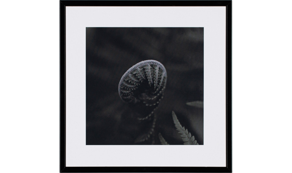 Photograph Cactus I | Картины | ZIPhome.ee изображение 1