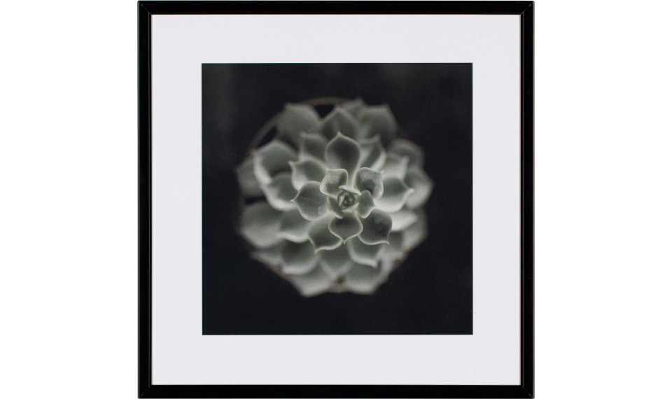 Photograph Cactus II | Taulut | ZIPhome.ee kuva 1