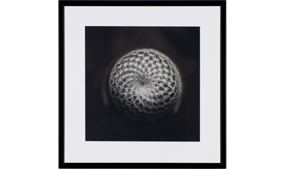 Photograph Cactus III | Картины | ZIPhome.ee изображение 1