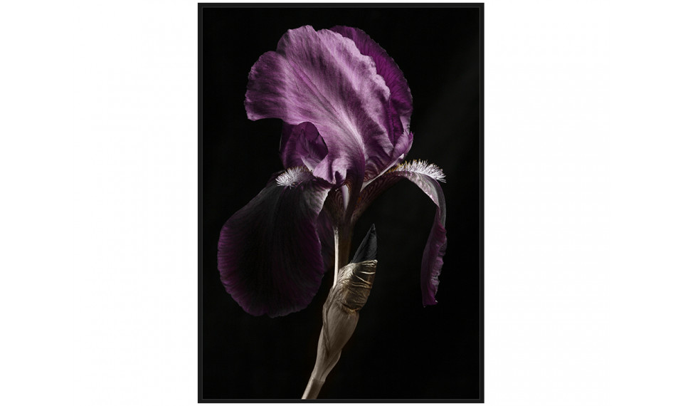 Картина TOIR26605 | Картины | ZIPhome.ee изображение 1