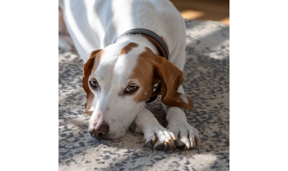 SEDEF Sky Blue 160x230 ковер | Fargotex | ZIPhome.ee изображение 2