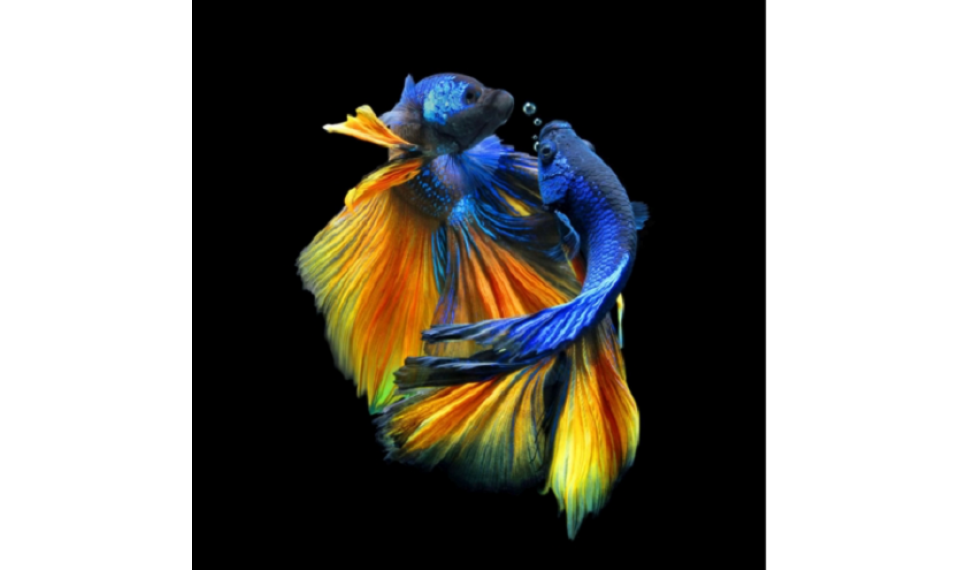 BETTA I Картина на стекле | Картины | ZIPhome.ee изображение 1