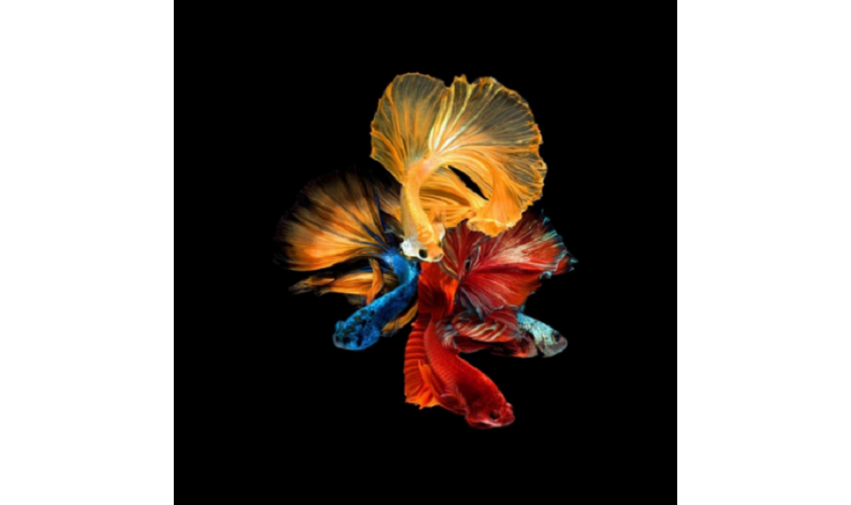 BETTA II Картина на стекле | Картины | ZIPhome.ee изображение 1