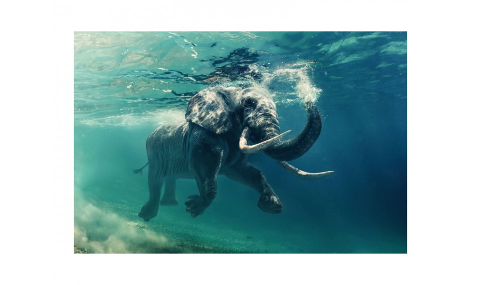 ELEPHANT Картина на стекле | Картины | ZIPhome.ee изображение 1