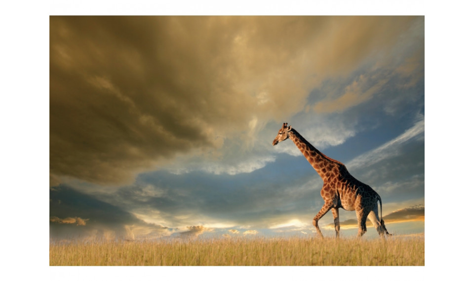 GIRAFFE Картина на стекле | Картины | ZIPhome.ee изображение 1