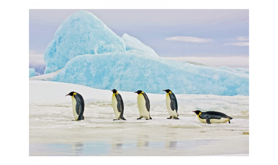 PENGUINS Картина на стекле | Картины | ZIPhome.ee изображение 1