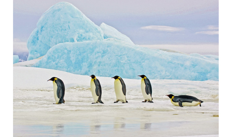 PENGUINS Картина на стекле | Картины | ZIPhome.ee изображение 2