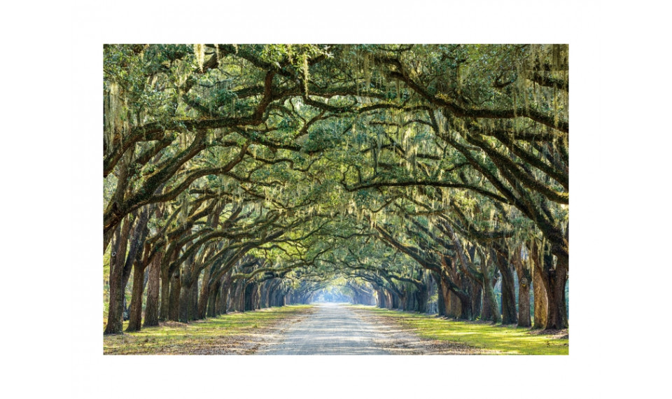 TREES I Картина на стекле | Картины | ZIPhome.ee изображение 1