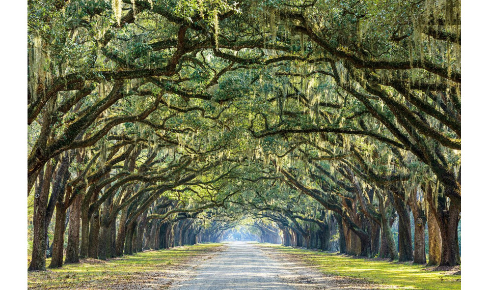 TREES I Картина на стекле | Картины | ZIPhome.ee изображение 2