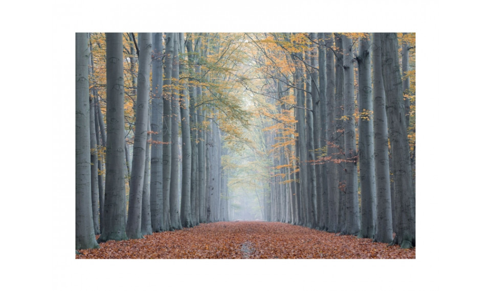 TREES II Картина на стекле | Картины | ZIPhome.ee изображение 1